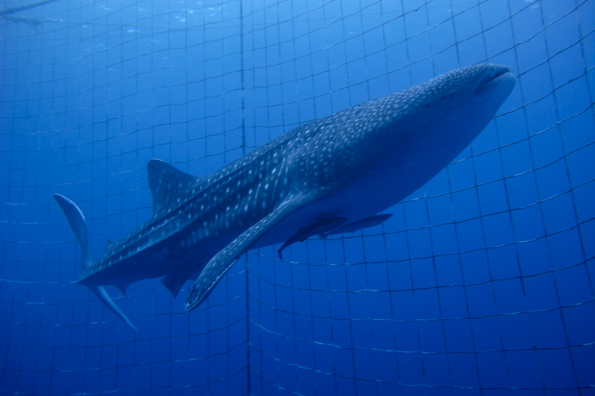 ダイビングは感動を与えてくれる海中の世界