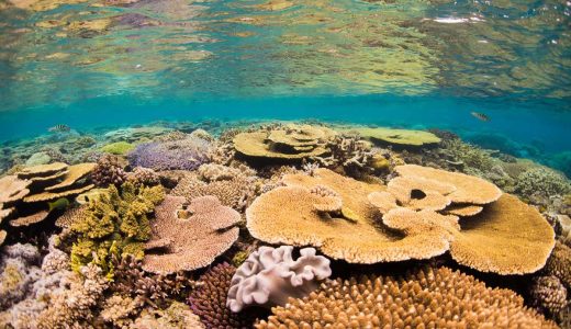 水納島のダイビングは初心者も楽しめる癒し系スポット